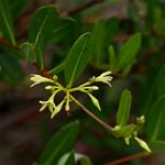 Cryptolepis oblongifolia