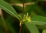 Cryptolepis oblongifolia