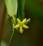 Cryptolepis oblongifolia