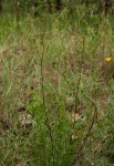 Cryptolepis oblongifolia