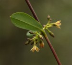 Cryptolepis oblongifolia