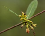 Cryptolepis oblongifolia