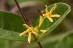 Cryptolepis oblongifolia