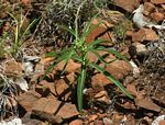 Raphionacme longifolia