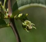 Raphionacme longifolia