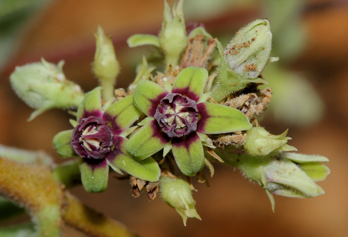 Raphionacme procumbens