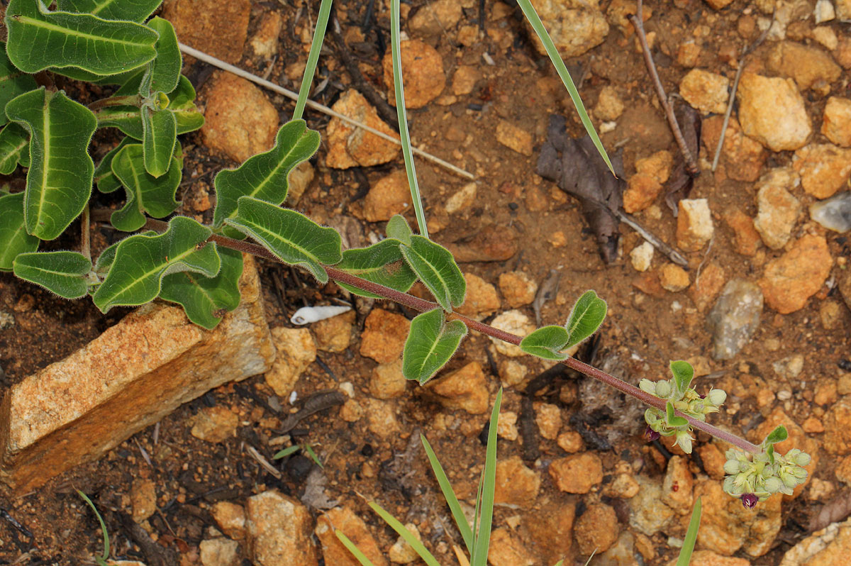 Raphionacme procumbens