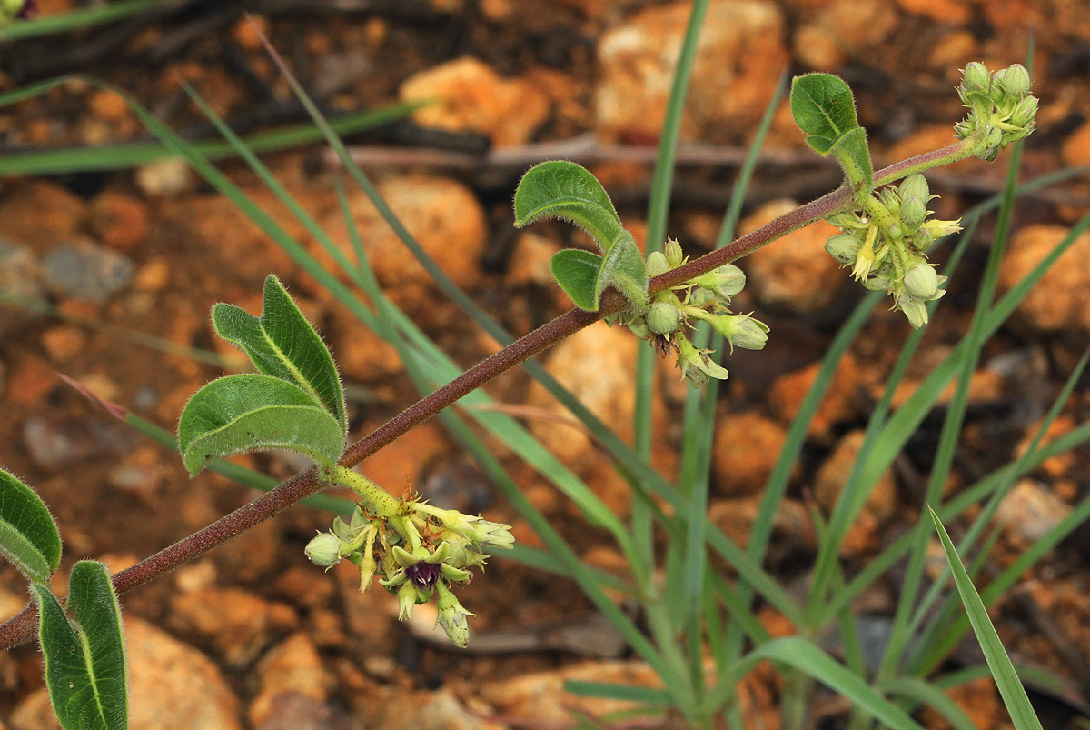 Raphionacme procumbens