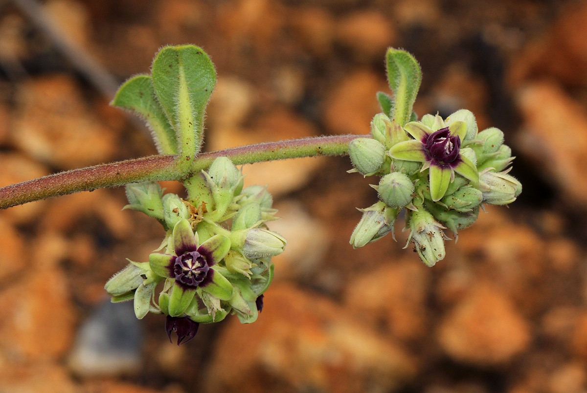 Raphionacme procumbens