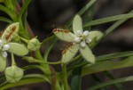 Kanahia laniflora