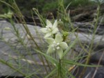 Kanahia laniflora