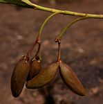 Kanahia laniflora