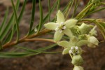 Kanahia laniflora