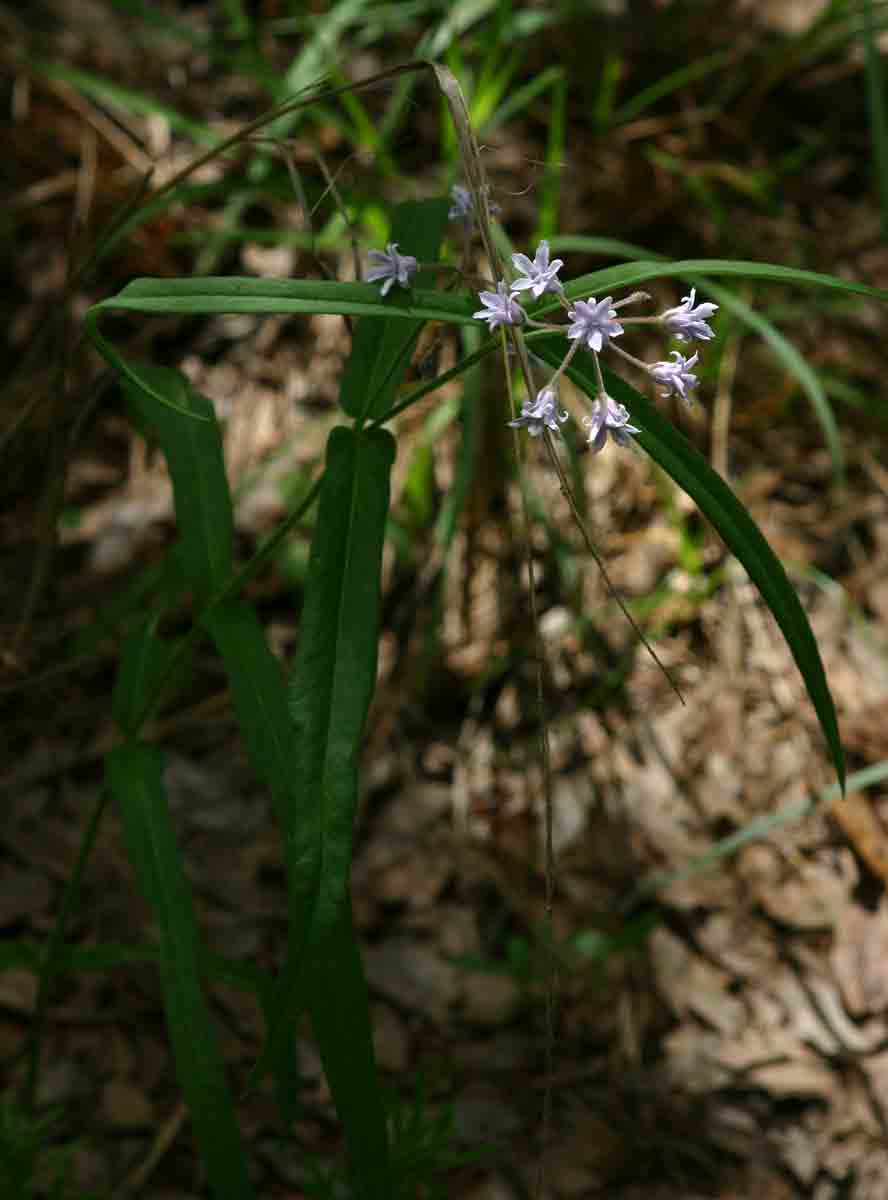 Margaretta rosea subsp. whytei