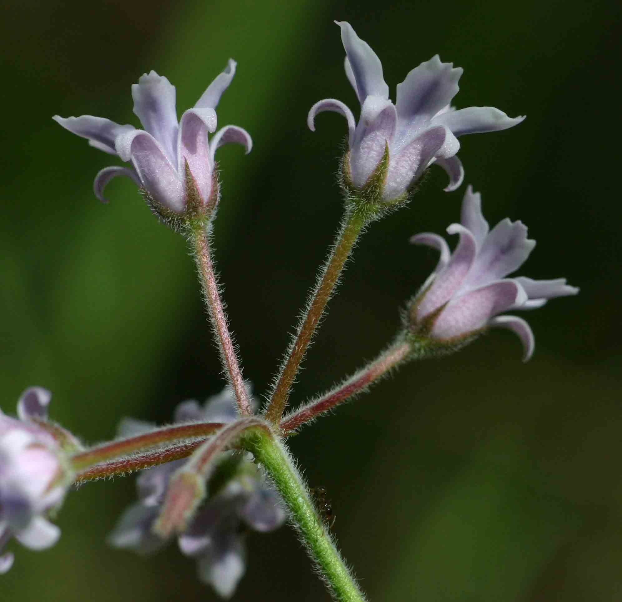 Margaretta rosea subsp. whytei