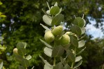 Calotropis procera