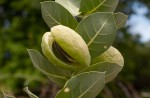 Calotropis procera