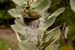 Calotropis procera