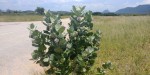 Calotropis procera