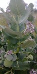 Calotropis procera