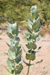 Calotropis procera