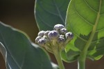 Calotropis procera