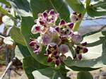 Calotropis procera