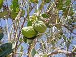 Calotropis procera