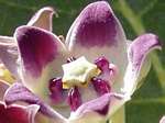 Calotropis procera