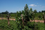 Calotropis procera