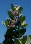 Calotropis procera