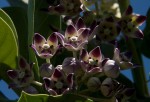 Calotropis procera