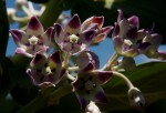 Calotropis procera