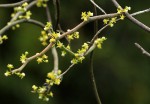 Cynanchum gerrardii subsp. gerrardii