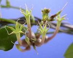 Ceropegia multiflora subsp. tentacula