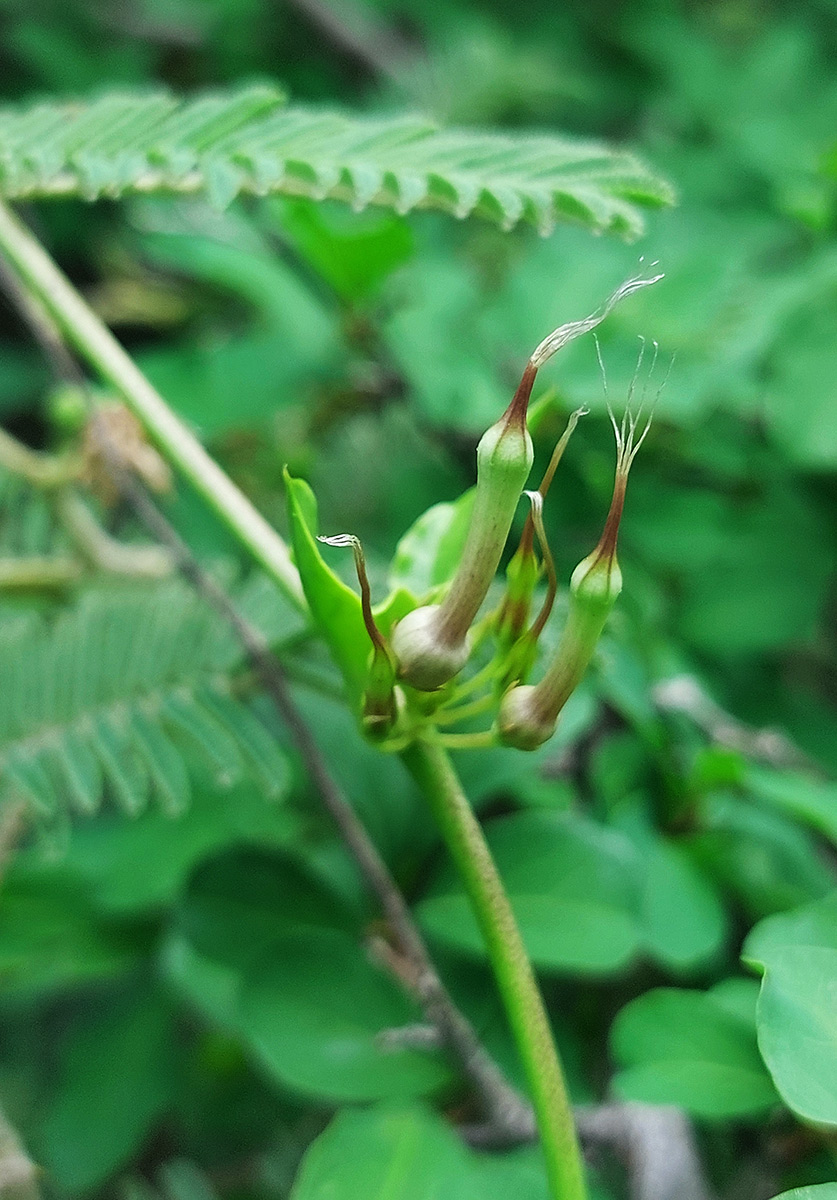 Ceropegia multiflora subsp. tentacula