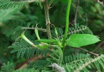 Ceropegia multiflora subsp. tentacula