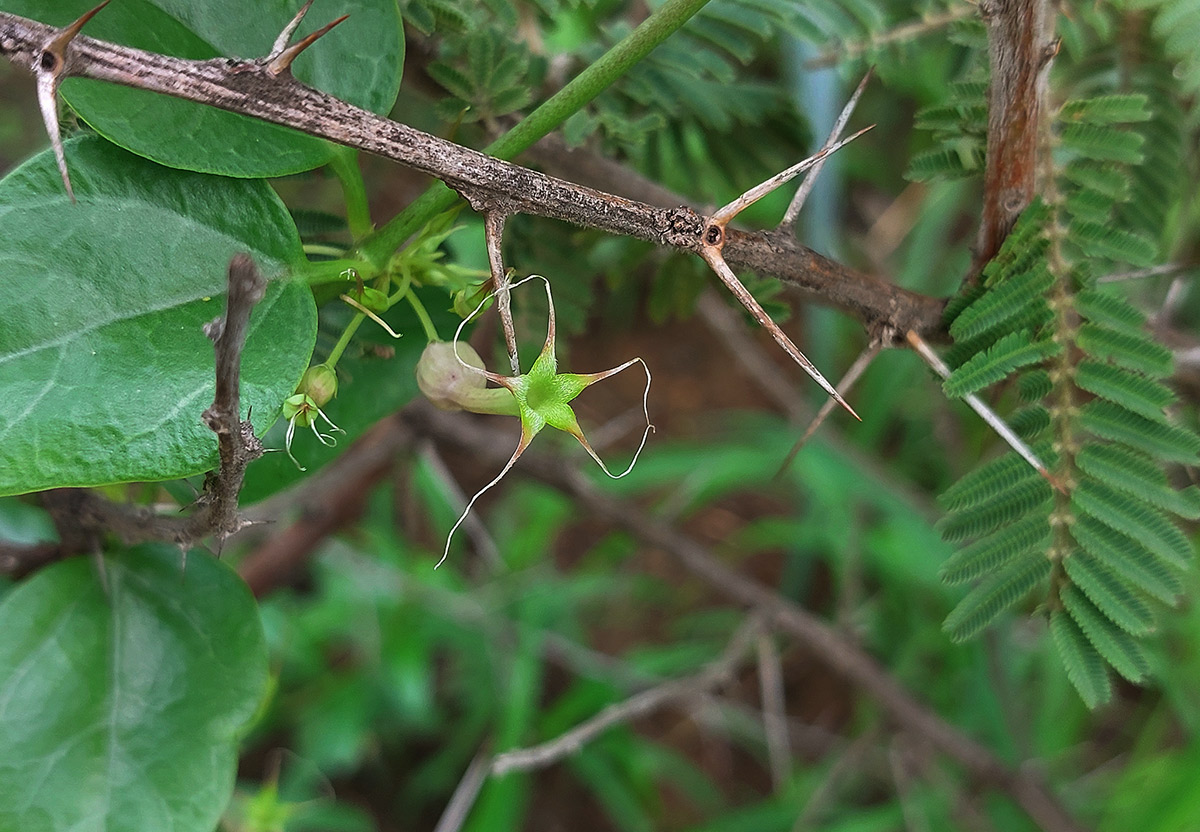 Ceropegia multiflora subsp. tentacula