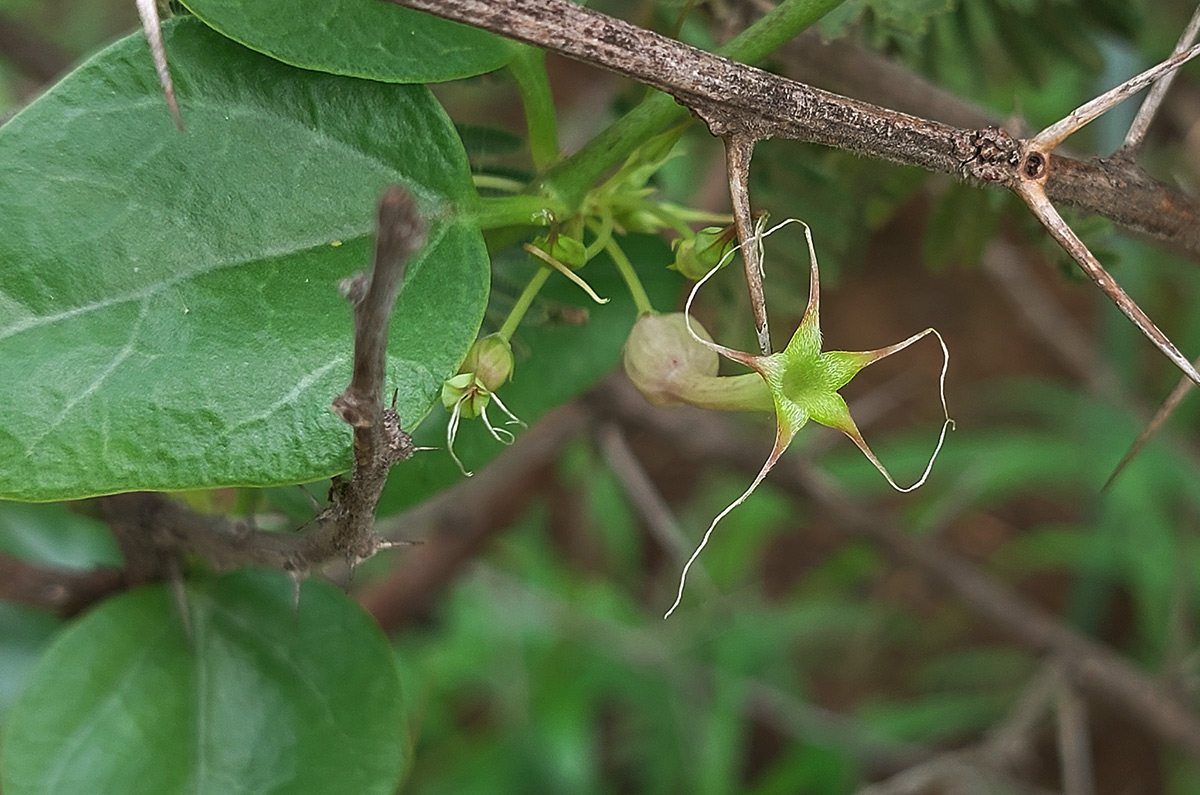 Ceropegia multiflora subsp. tentacula