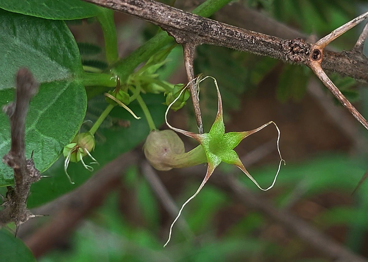 Ceropegia multiflora subsp. tentacula