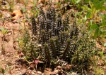 Huernia verekeri var. verekeri