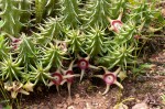 Huernia verekeri var. verekeri