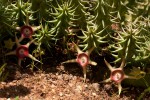 Huernia verekeri var. verekeri