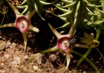 Huernia verekeri var. verekeri