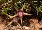 Huernia verekeri var. verekeri