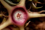 Huernia verekeri var. verekeri