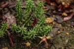 Huernia verekeri var. verekeri