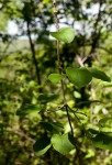 Fockea multiflora