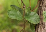 Fockea multiflora