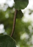 Fockea multiflora